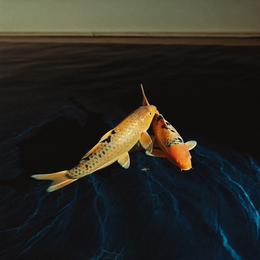 Golden Koi